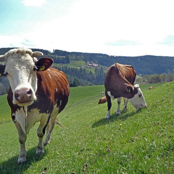 Gämsen in Tennenbronn