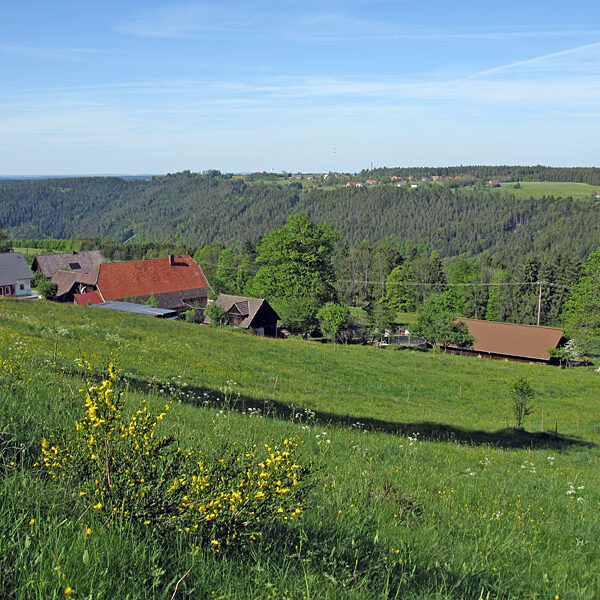 Wandern Tennenbronn - Tischneck - Ruine Berneck