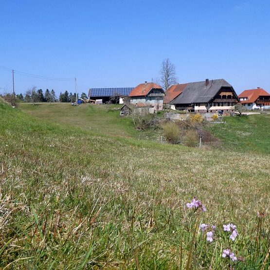 Strauße in Tennenbronn