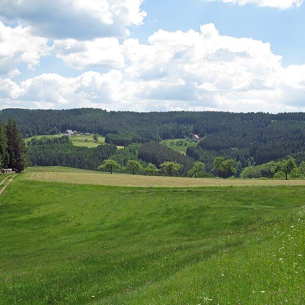 Wandern in Tennenbronn Mittelberg-Runde