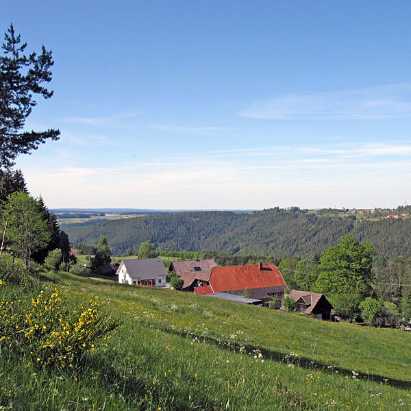 Wandern Tennenbronn - Tischneck - Ruine Berneck