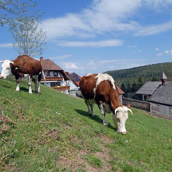Gämsen in Tennenbronn