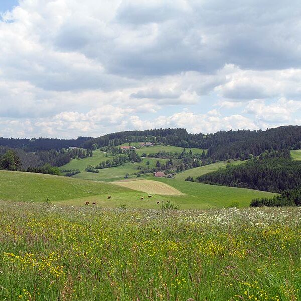Wandern in Tennenbronn Mittelberg-Runde
