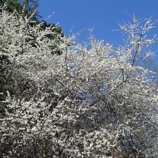 Strauße in Tennenbronn