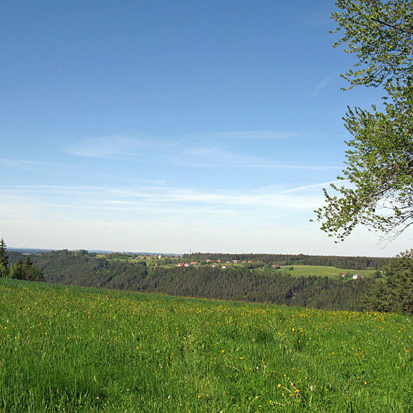 Wandern Tennenbronn - Tischneck - Ruine Berneck
