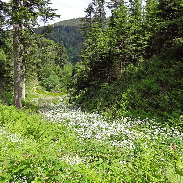 Lauterbacher Wandersteig