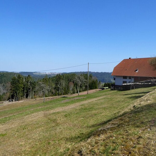 Strauße in Tennenbronn