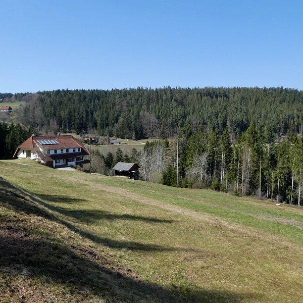 Strauße in Tennenbronn