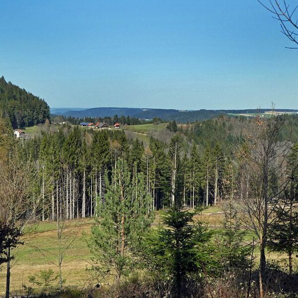 Strauße in Tennenbronn