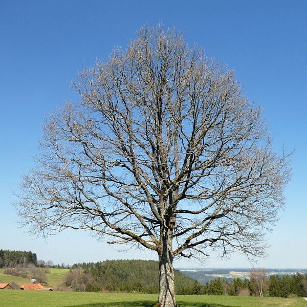 Strauße in Tennenbronn