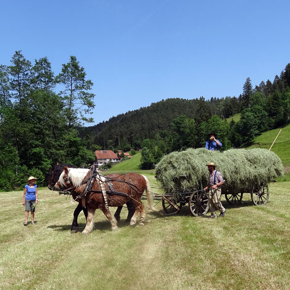 Heuwagen beladen und mit Gespann fahren