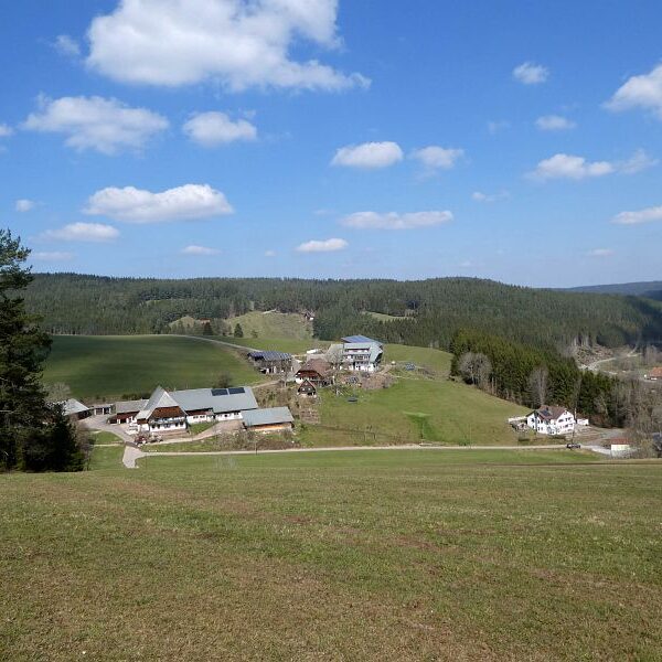 Strauße in Tennenbronn