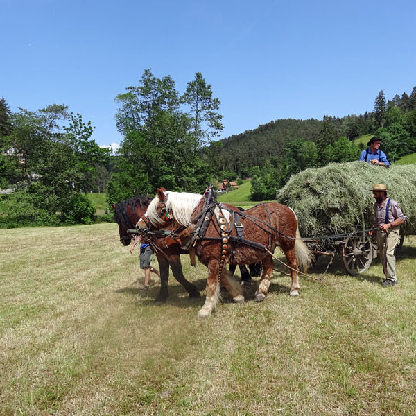 Heuwagen beladen und mit Gespann fahren