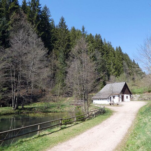 Gämsen in Tennenbronn