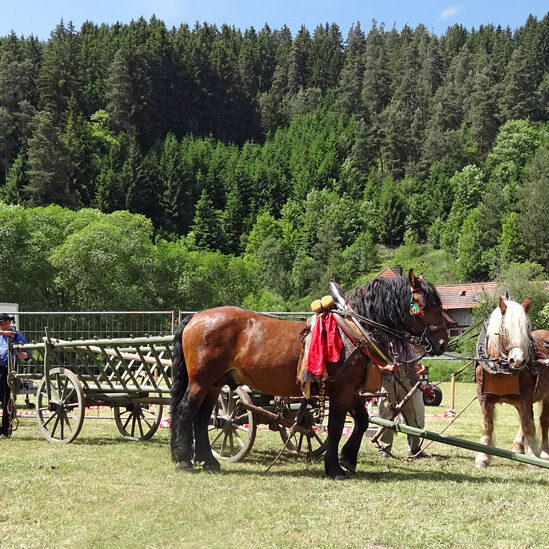 Heuwagen beladen und mit Gespann fahren