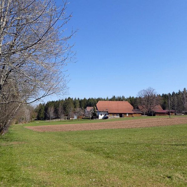 Strauße in Tennenbronn