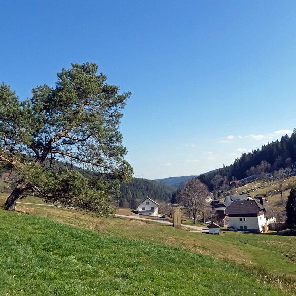 Strauße in Tennenbronn