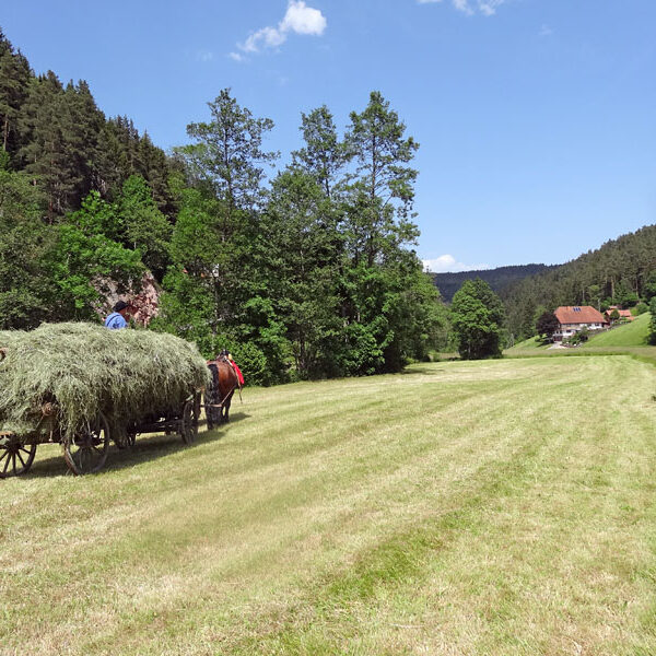Heuwagen beladen und mit Gespann fahren