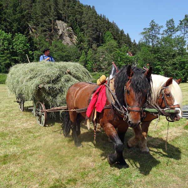 Heuwagen beladen und mit Gespann fahren