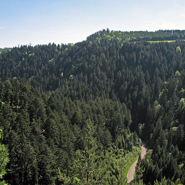 Wandern Tennenbronn - Tischneck - Ruine Berneck
