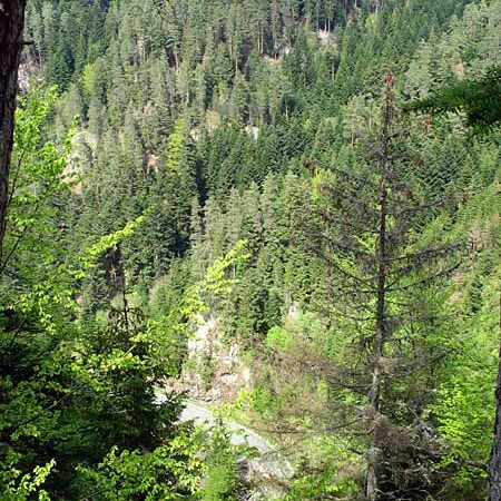 Wandern Tennenbronn - Tischneck - Ruine Berneck