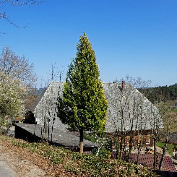 Strauße in Tennenbronn