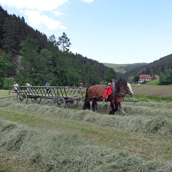 Heuwagen beladen und mit Gespann fahren
