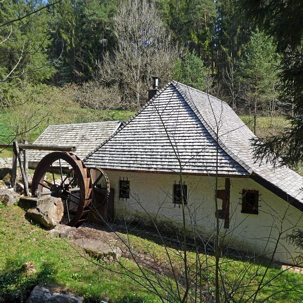 Gämsen in Tennenbronn