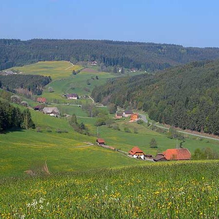 Wandern Tennenbronn - Buchenberg