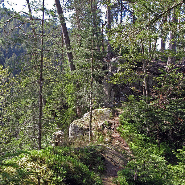 Wandern Tennenbronn - Tischneck - Ruine Berneck