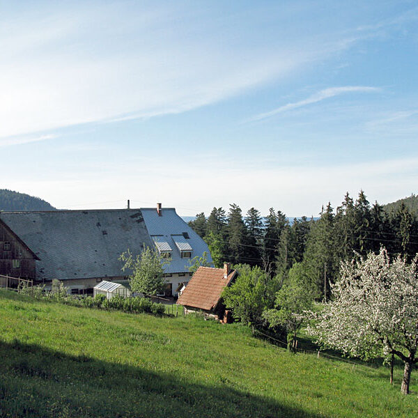 Wandern Tennenbronn - Tischneck - Ruine Berneck
