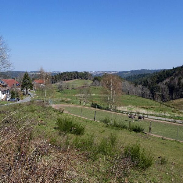 Strauße in Tennenbronn