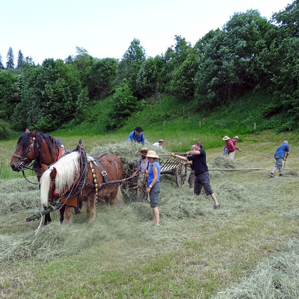Heuwagen beladen und mit Gespann fahren
