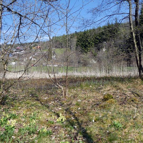 Gämsen in Tennenbronn