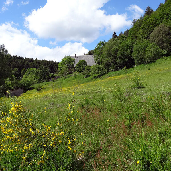 Lauterbacher Wandersteig