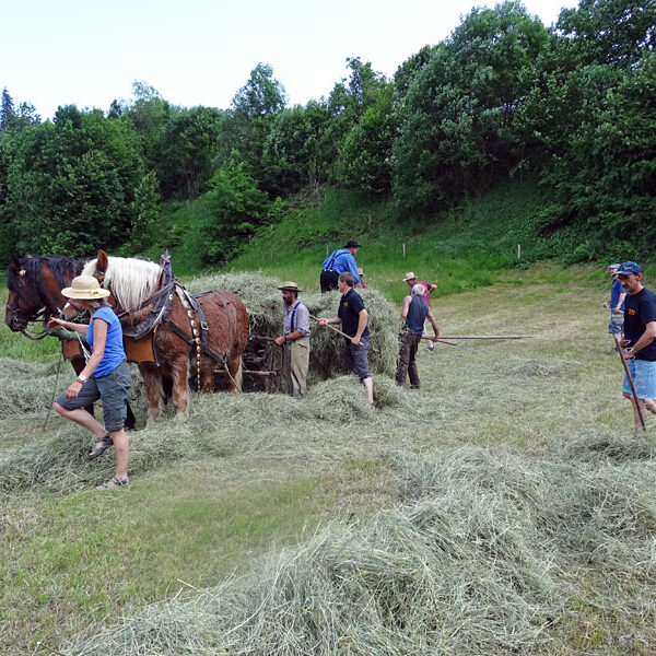 Heuwagen beladen und mit Gespann fahren