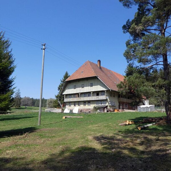 Gämsen in Tennenbronn