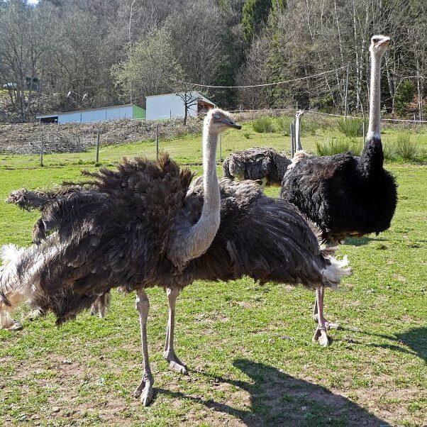 Strauße in Tennenbronn