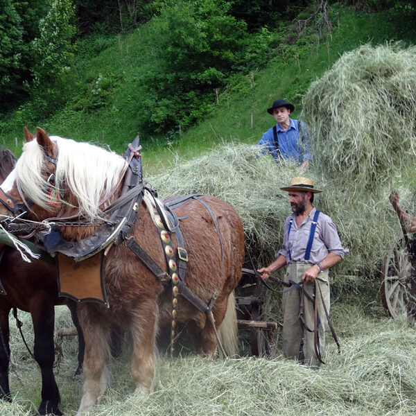 Heuwagen beladen und mit Gespann fahren