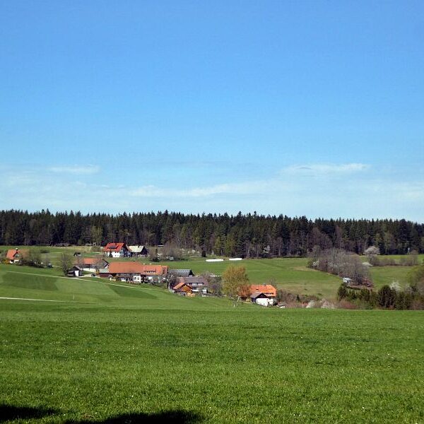 Gämsen in Tennenbronn