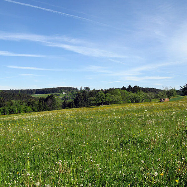 Wandern Tennenbronn - Tischneck - Ruine Berneck