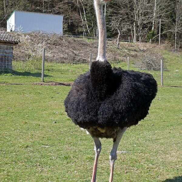 Strauße in Tennenbronn