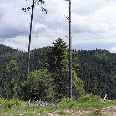 Lauterbacher Wandersteig