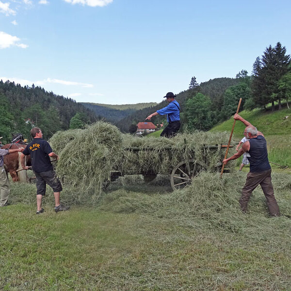 Heuwagen beladen und mit Gespann fahren