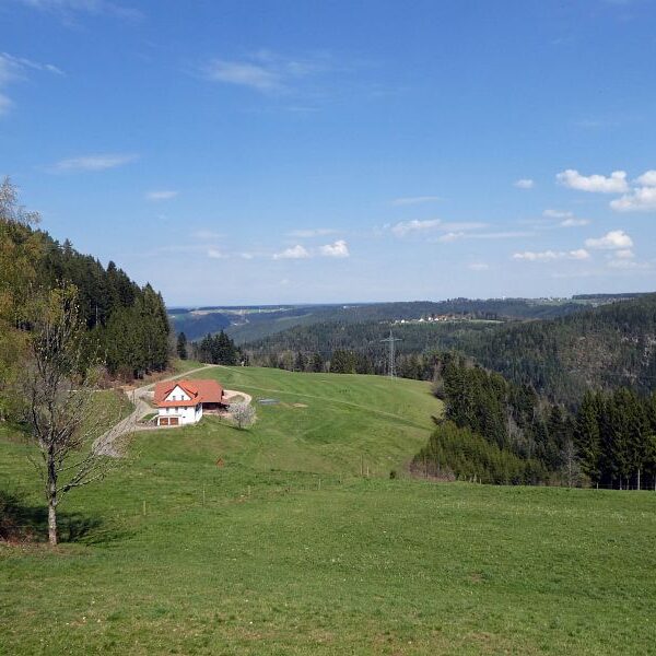 Gämsen in Tennenbronn