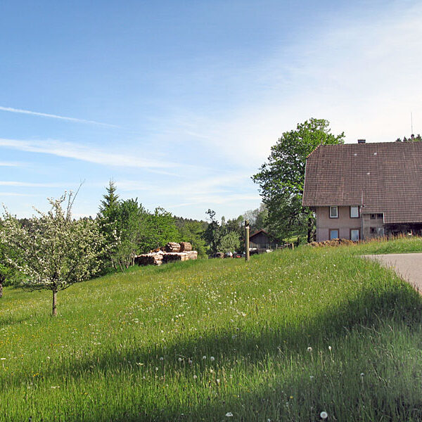 Wandern Tennenbronn - Tischneck - Ruine Berneck