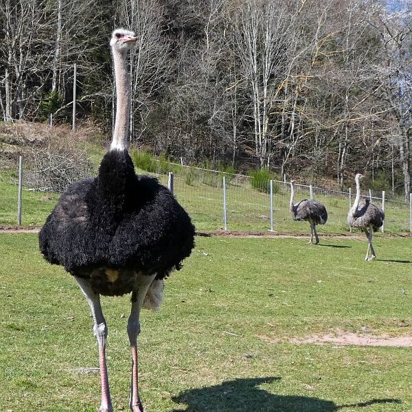 Strauße in Tennenbronn