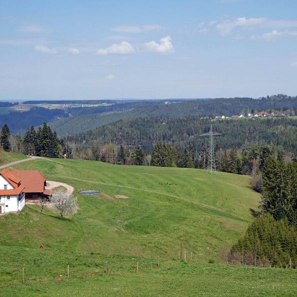 Gämsen in Tennenbronn