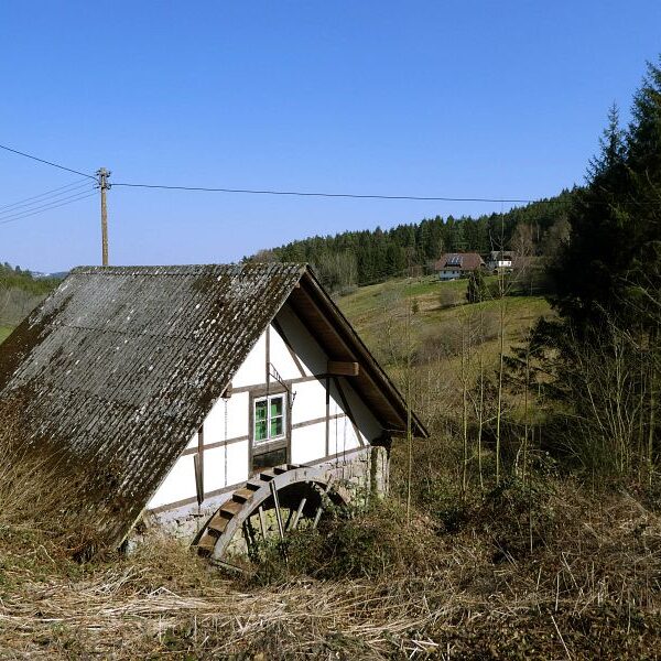 Strauße in Tennenbronn