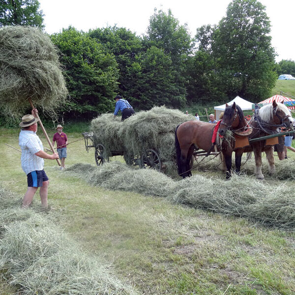 Heuwagen beladen und mit Gespann fahren
